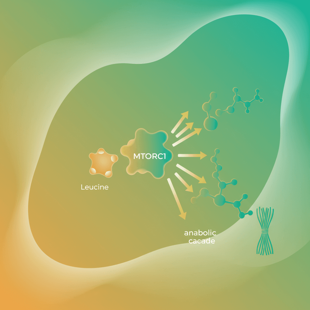 단백질 섭취 후 mTORC1 신호 경로를 통한 근육 단백질 합성 흐름을 보여주는 세포 수준 다이어그램. 류신이 mTORC1을 활성화하고 근육 합성이 증가하는 과정을 단계별로 표시.